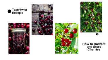 How to Harvest and Store Cherries